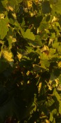 Vineyard At Dusk